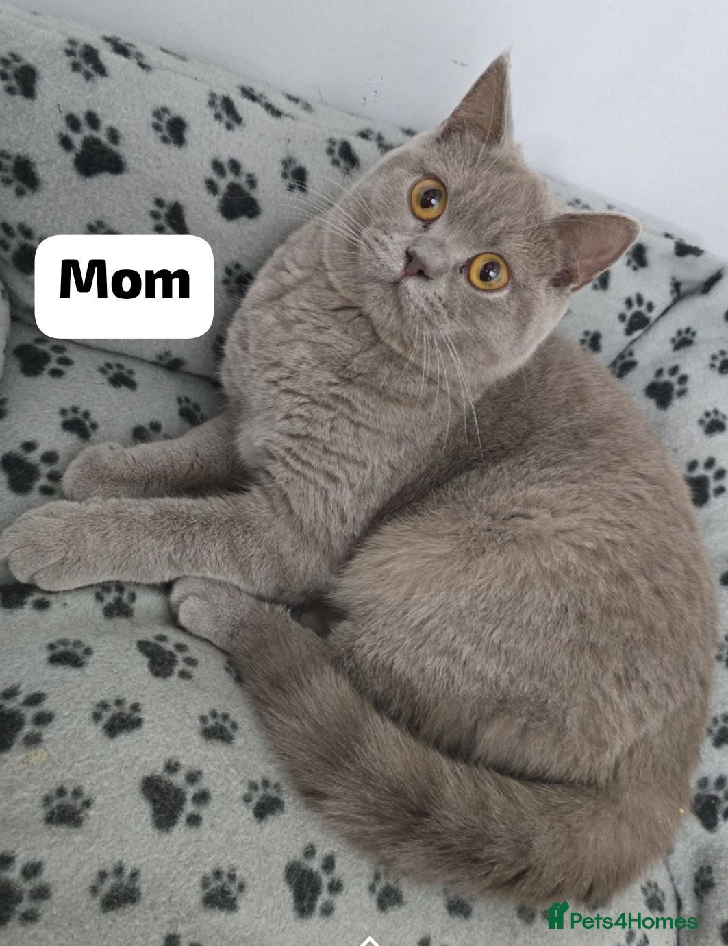 British Shorthair cats colourpoint British  Shorthair  - Advert 1