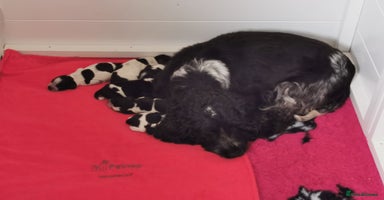 Cocker Spaniel dogs - Advert 4