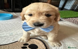 Golden Retriever dogs for sale: Beautiful KC Registered Golden Retriever Puppies - Image 2