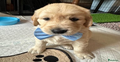 Golden Retriever dogs - Advert 6