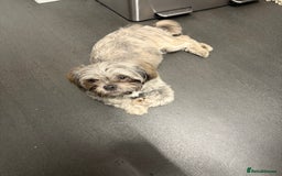 Shih Tzu dogs for sale: Female - Image 1