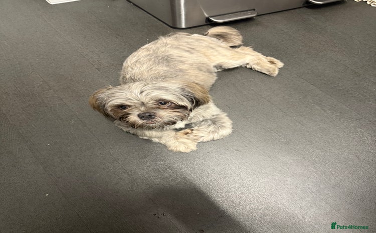 Shih Tzu dogs - Advert 1