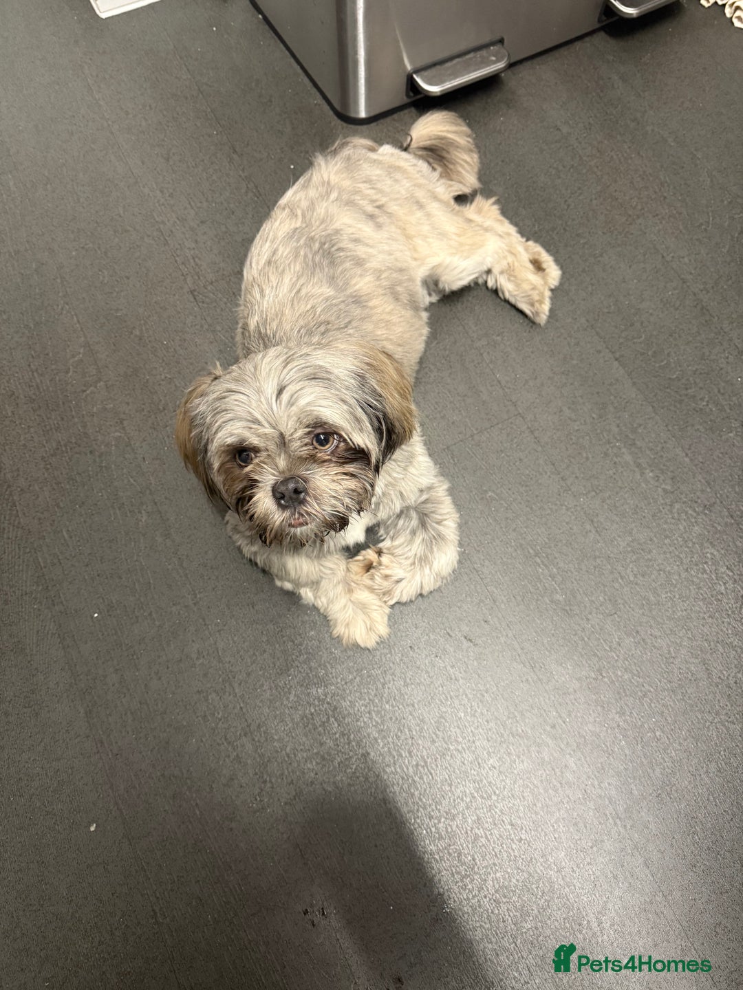 Shih Tzu dogs for sale: Female - Image 1