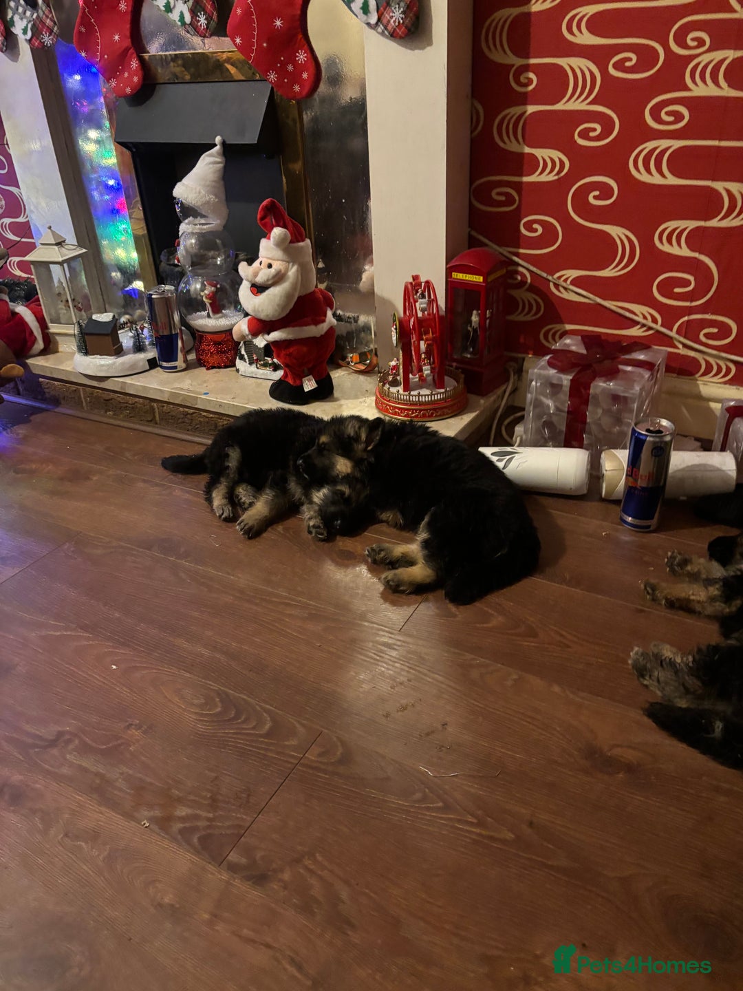 German Shepherd dogs for sale: German Shepherd puppies - Advert 25