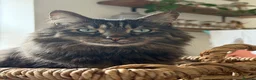 Mixed Breed cats for sale: 2 brothers bengal maine coon crosses - Advert 4