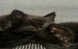 Domestic Shorthair cats for sale: Beautiful confident kittens - Image 4