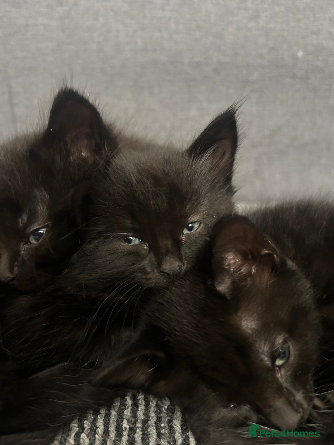 Domestic Shorthair cats for sale: Beautiful confident kittens - Image 4