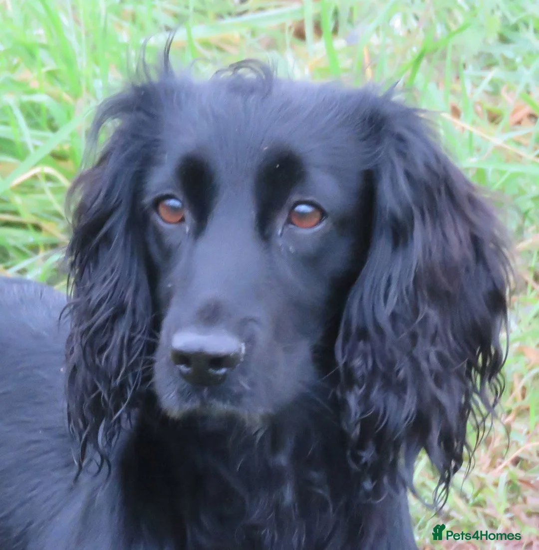 Cocker Spaniel dogs for sale: Beautiful working Cocker Spaniels  - Advert 1