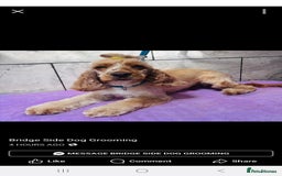 Cocker Spaniel dogs for sale: Show cocker spaniel - Image 1