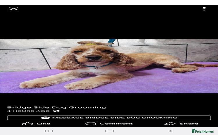Cocker Spaniel dogs - Advert 4