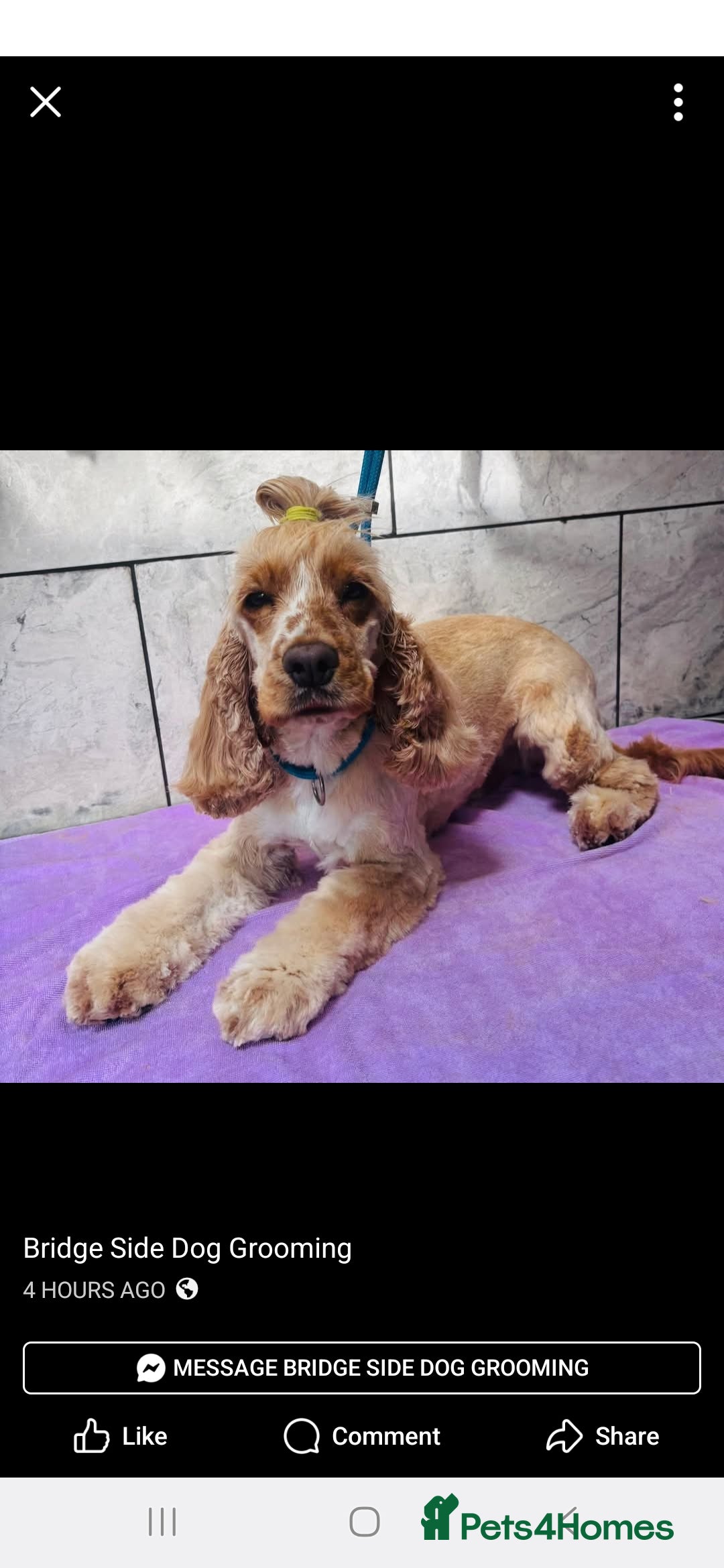 Cocker Spaniel dogs for sale: Show cocker spaniel - Image 1