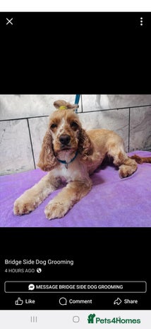 Cocker Spaniel dogs - Advert 4
