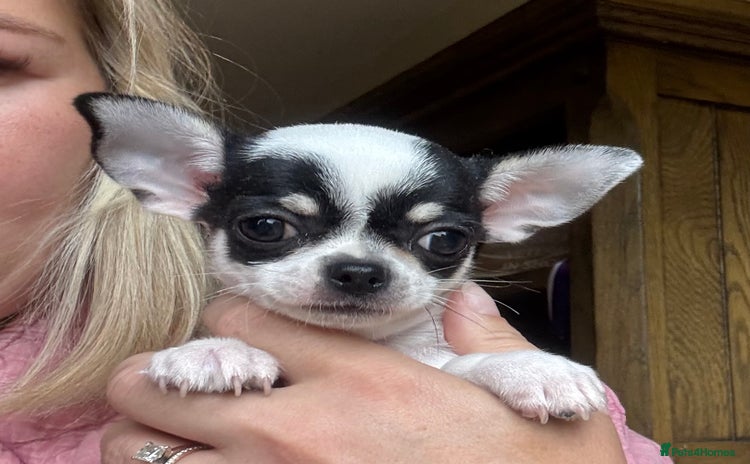 Chihuahua dogs - Advert 3