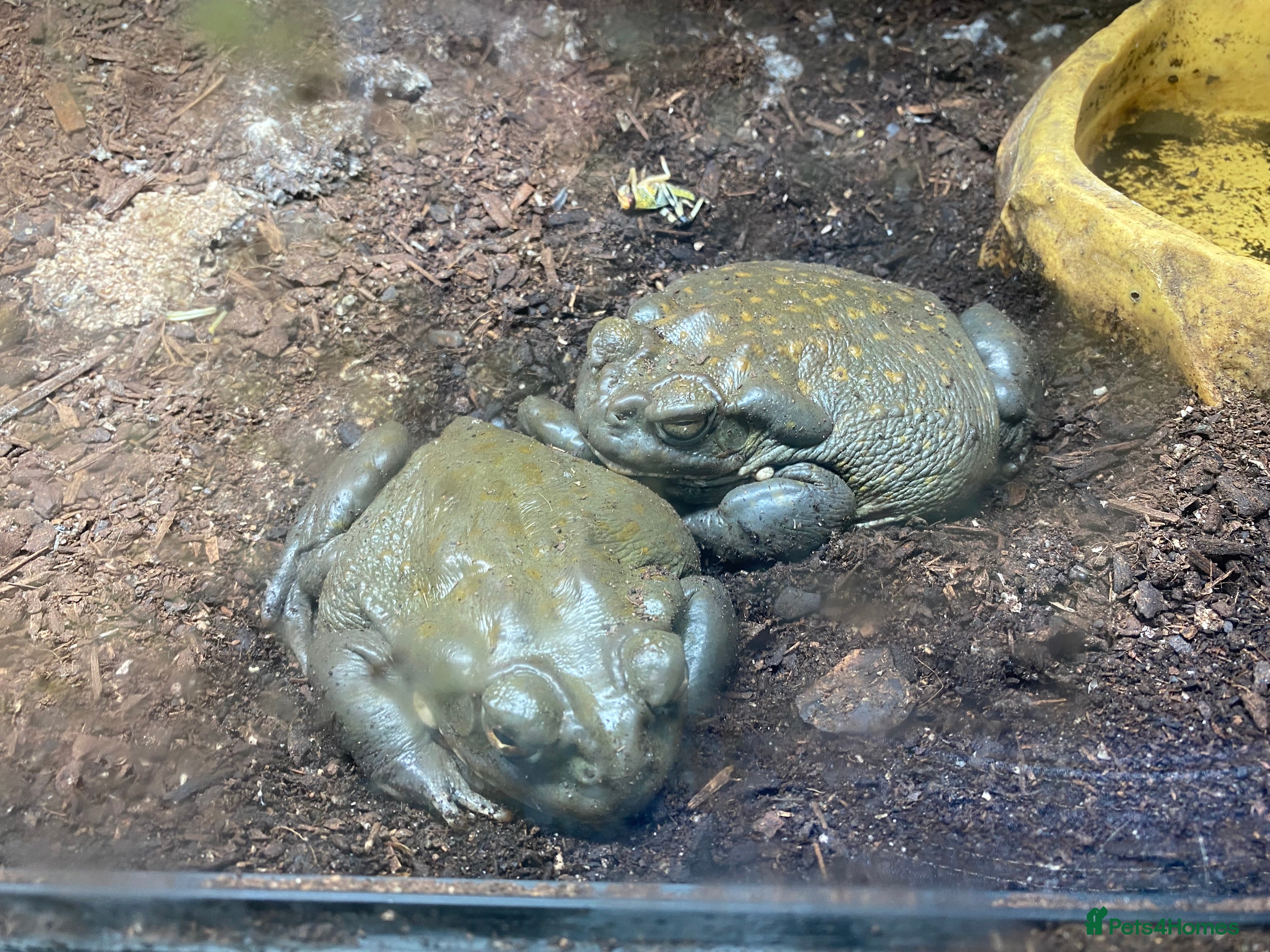 Toad reptiles Colorado river toads - Advert 1