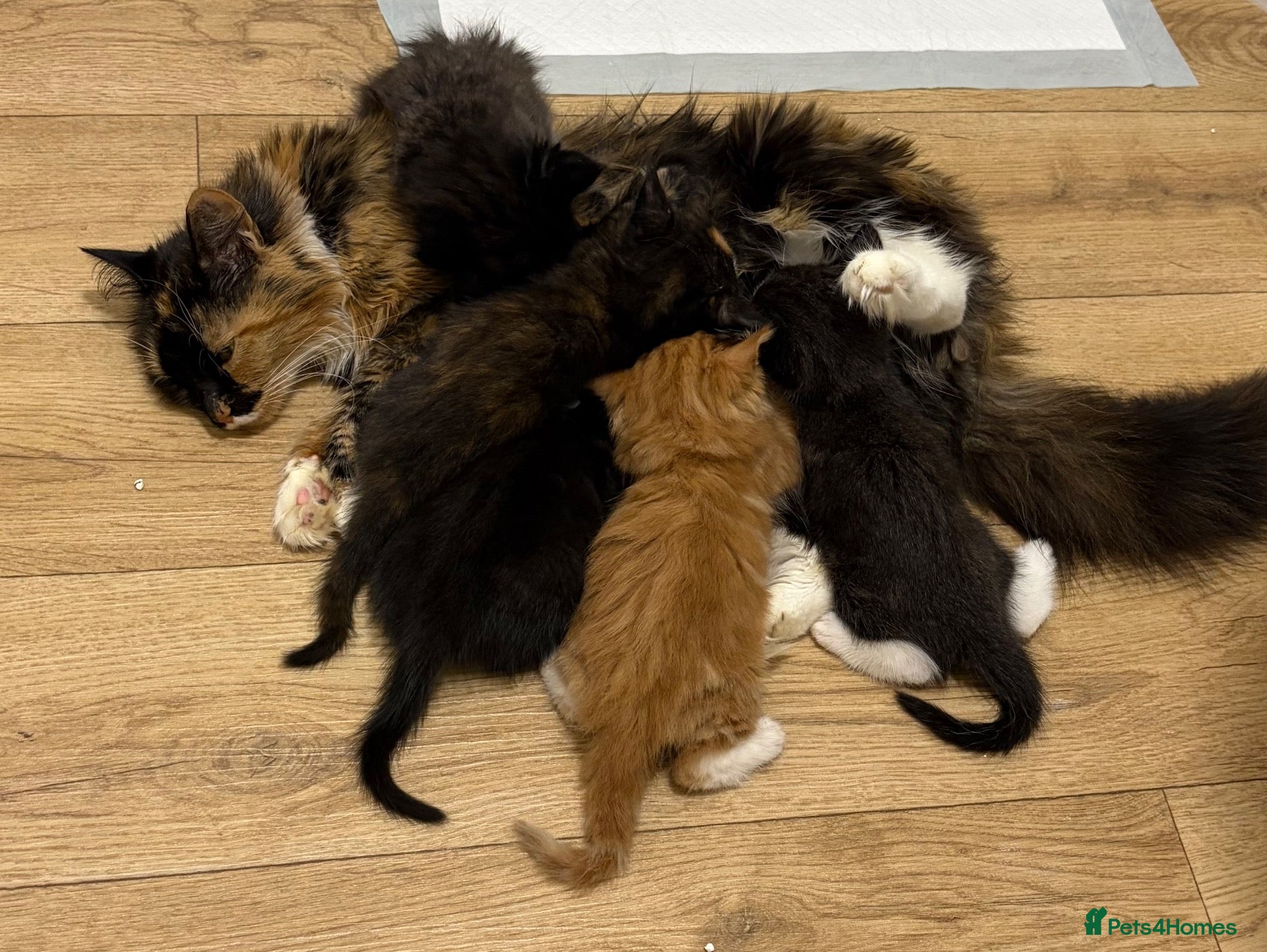 Mixed Breed cats Kittens - Advert 2