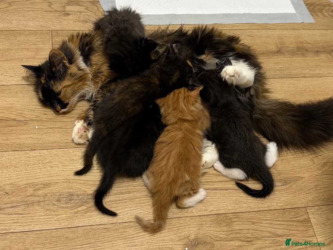 Mixed Breed cats for sale: Kittens - Advert 1