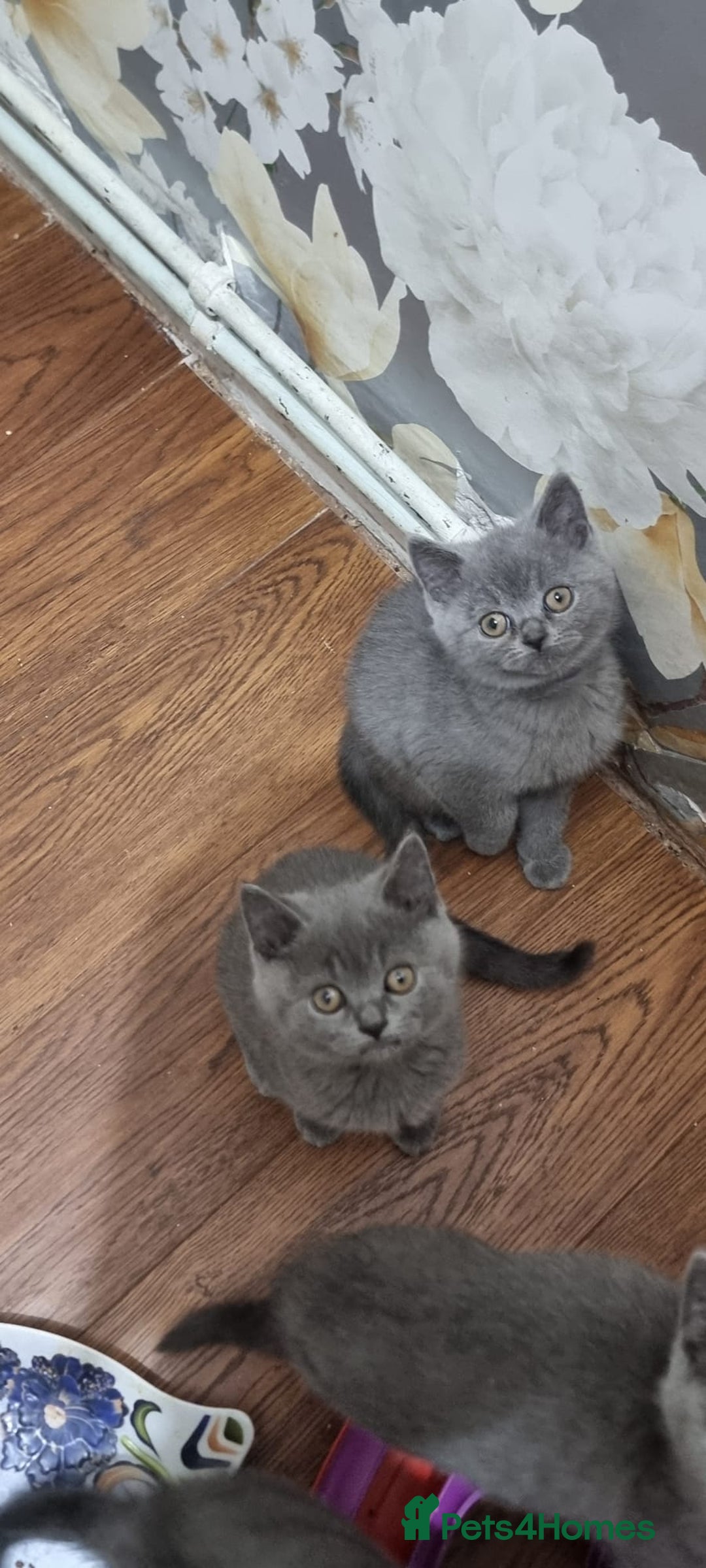 British Shorthair cats for sale: Reduced to clear Britsh shorthair Pure blue boys  - Image 3