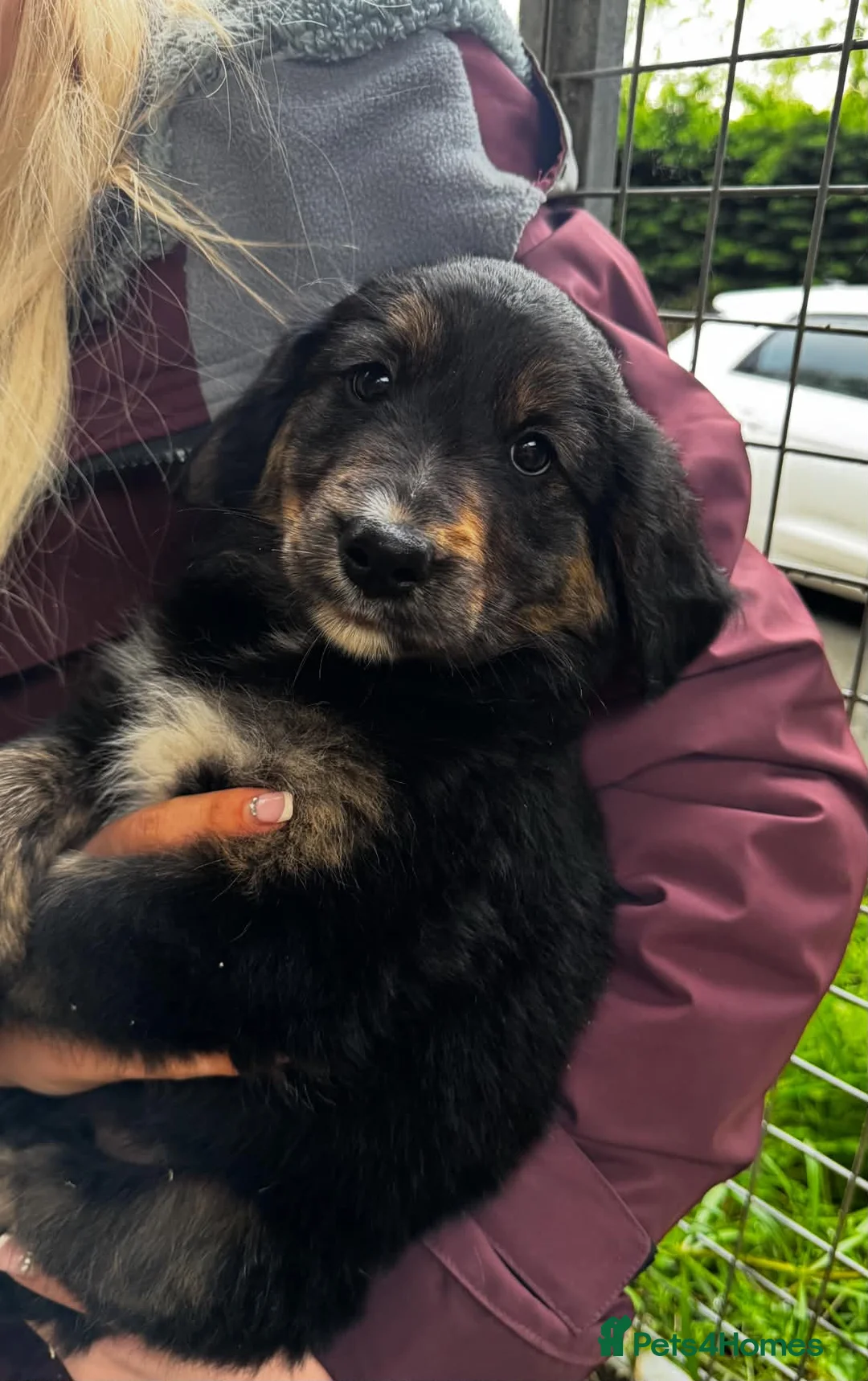 Mixed Breed dogs for sale: Gorgeous Collie cross Retriever pups - Advert 2