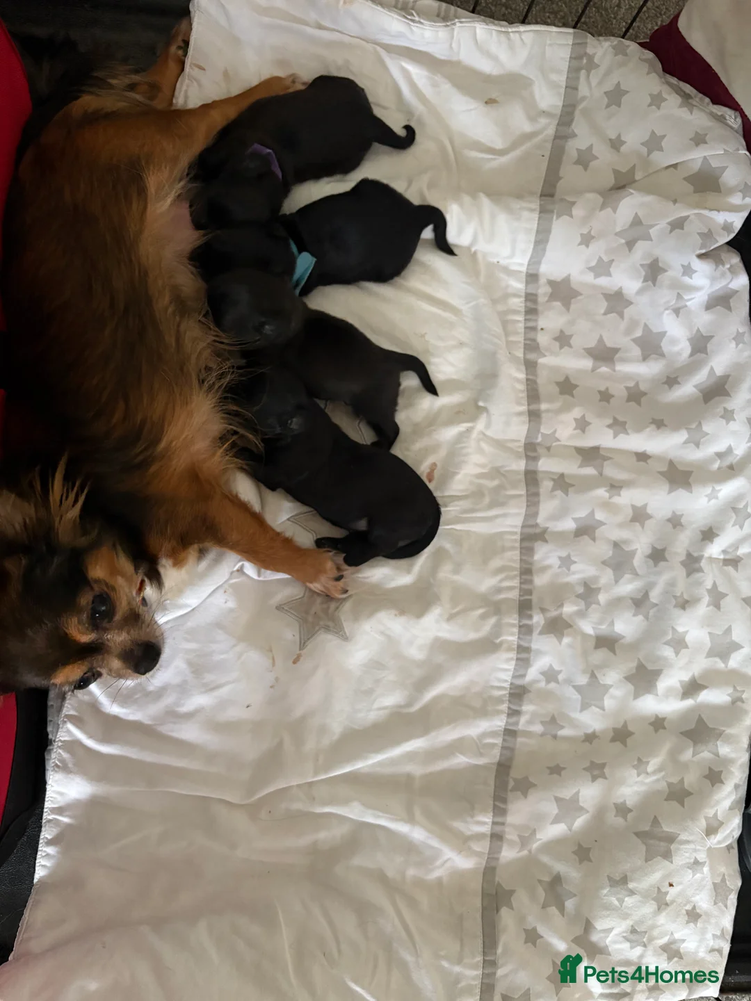 Chipoo dogs for sale: Beautifully brave tiny rare chipoos  - Advert 2