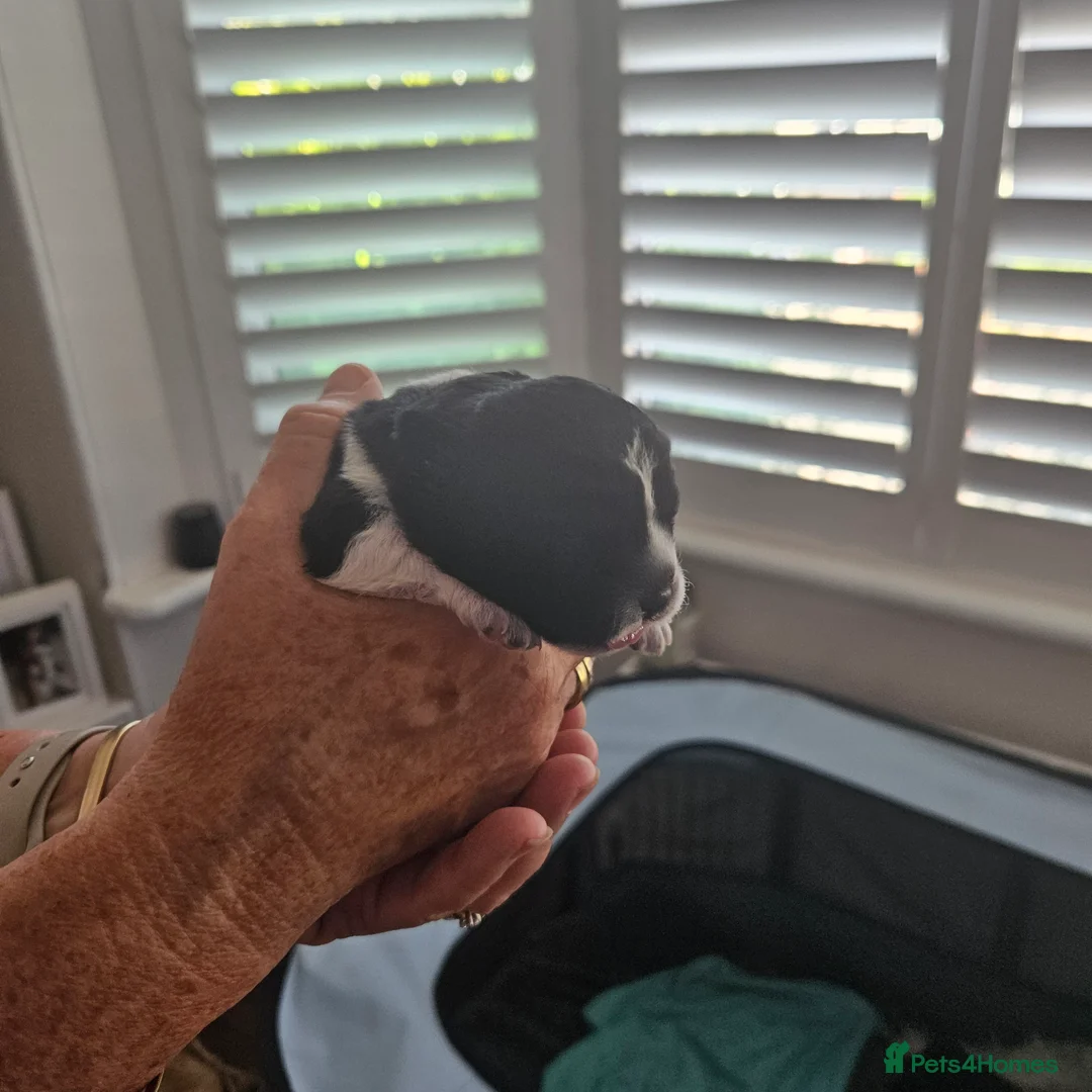 Shihpoo dogs for sale: Shiphoo puppies in Devon - Advert 40