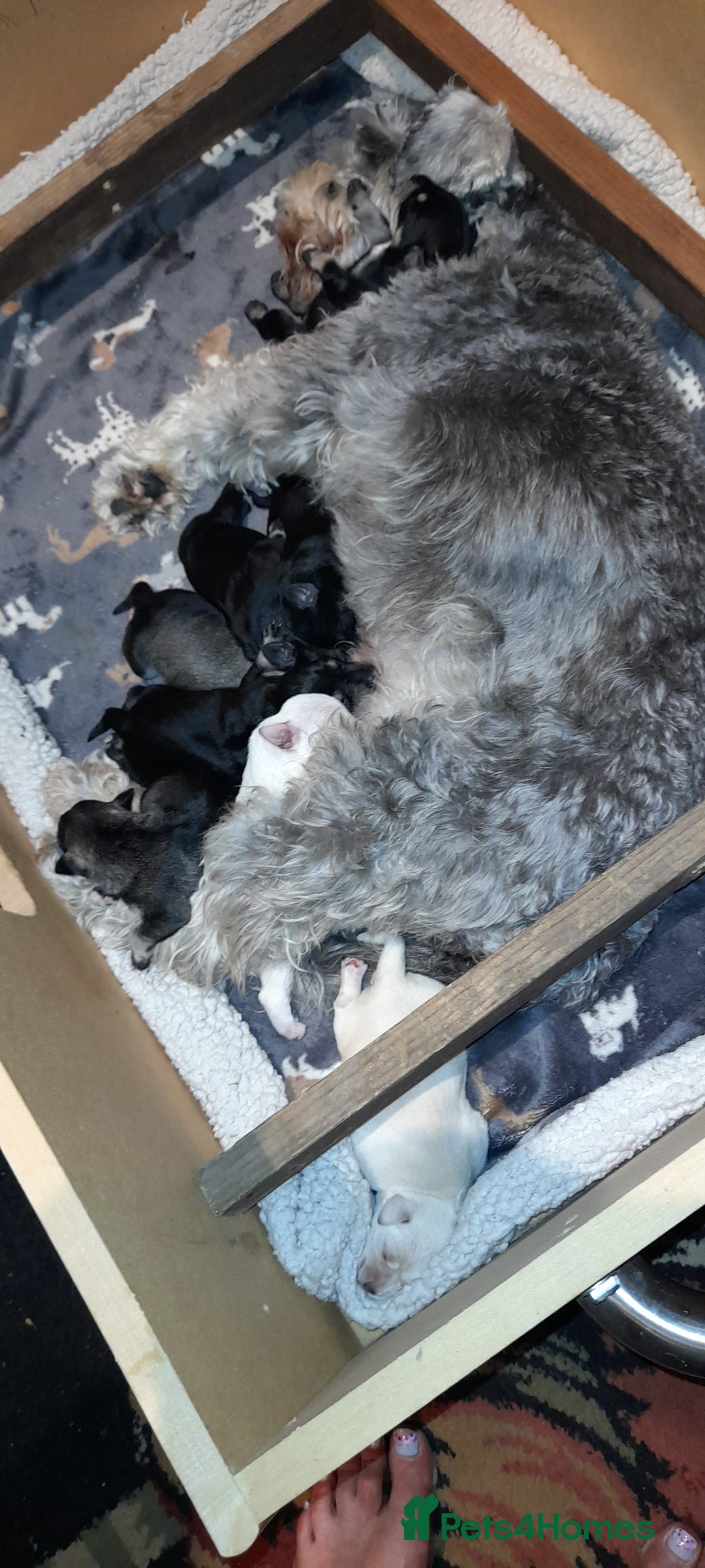 Miniature Schnauzer dogs for sale: Gorgeous sweet Schnauzer Puppies - Image 11