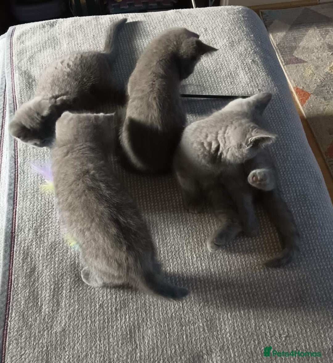 British Shorthair cats for sale: Four beautiful British shorthair kittens  - Advert 6