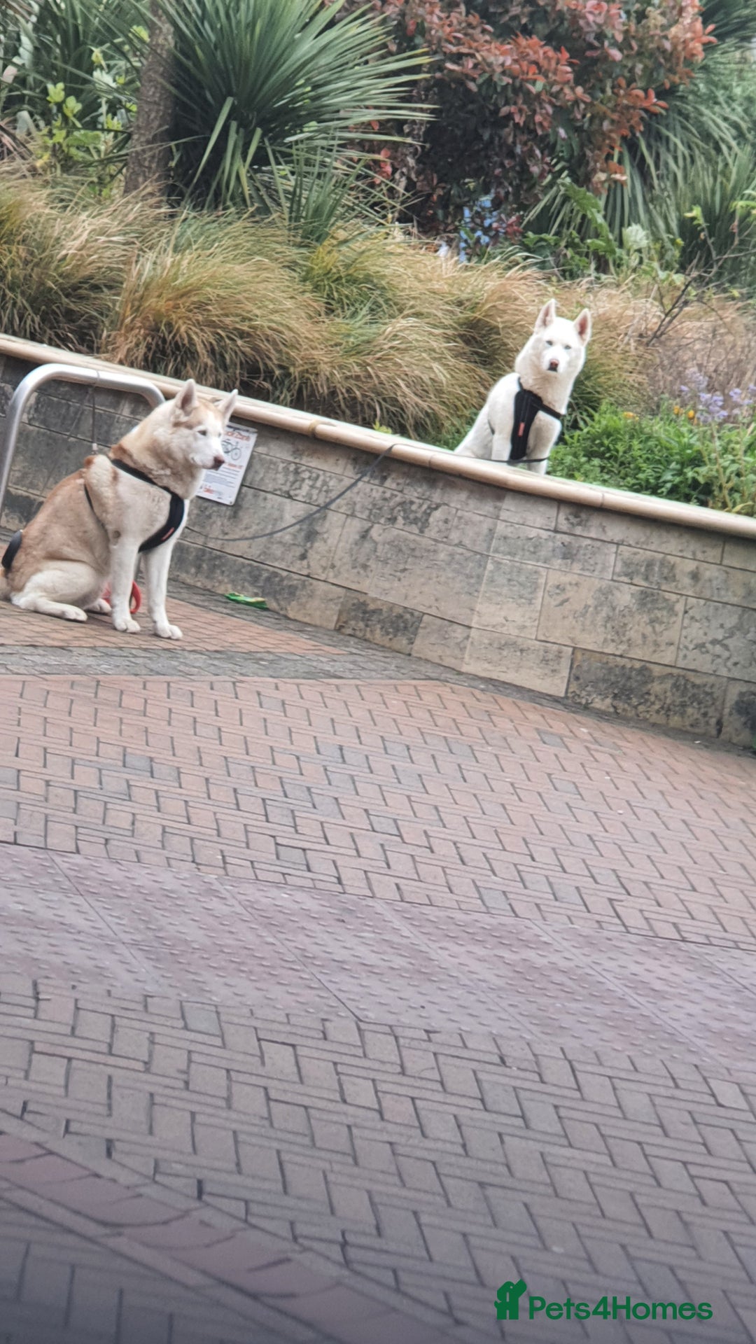 Siberian Husky dogs for stud: Husky white/red - Image 1
