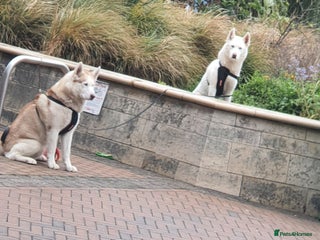 Siberian Husky dogs - Advert 3