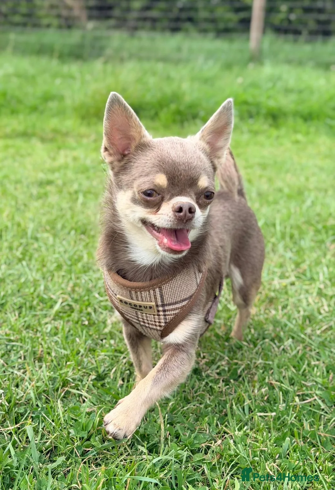 Chihuahua dogs for stud: Beautiful smooth lilac coat chihuahua boy in Stockton-on-Tees - Advert 3