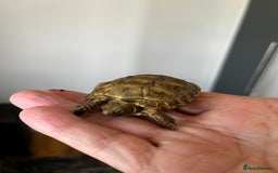 Tortoise reptiles for sale: Baby Horsefield Tortoise  - Image 3