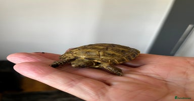 Tortoise reptiles - Advert 2