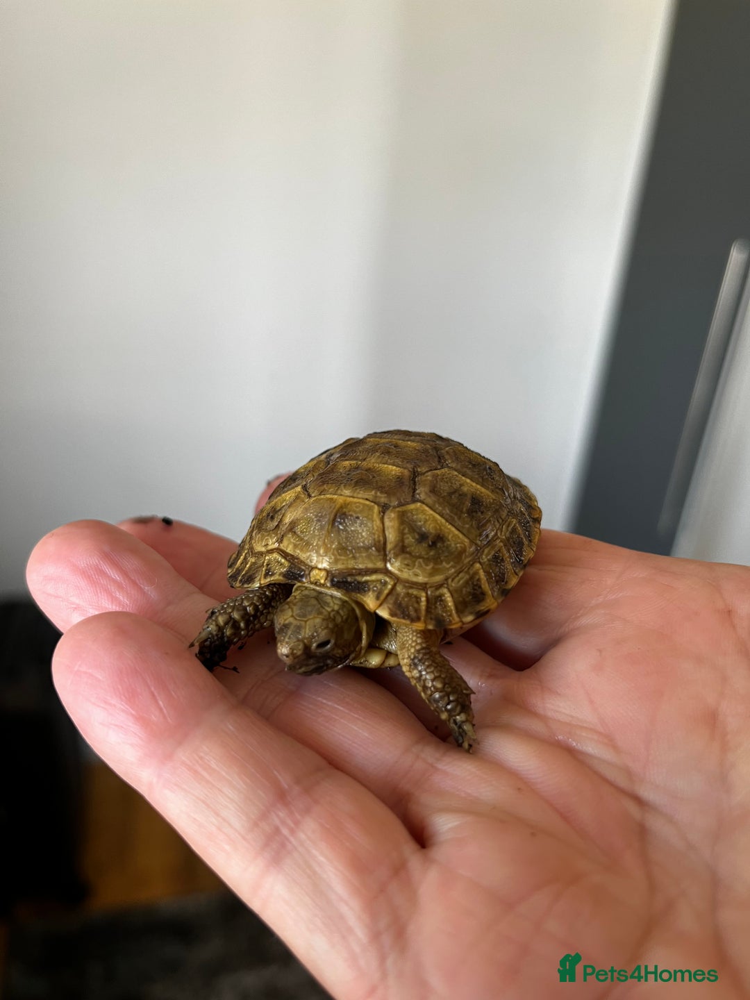 Tortoise reptiles for sale: Baby Horsefield Tortoise  - Image 3