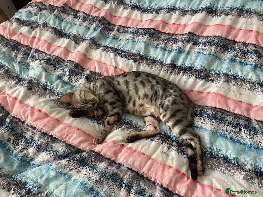 Bengal cats for sale: Female bengal cat - Image 4
