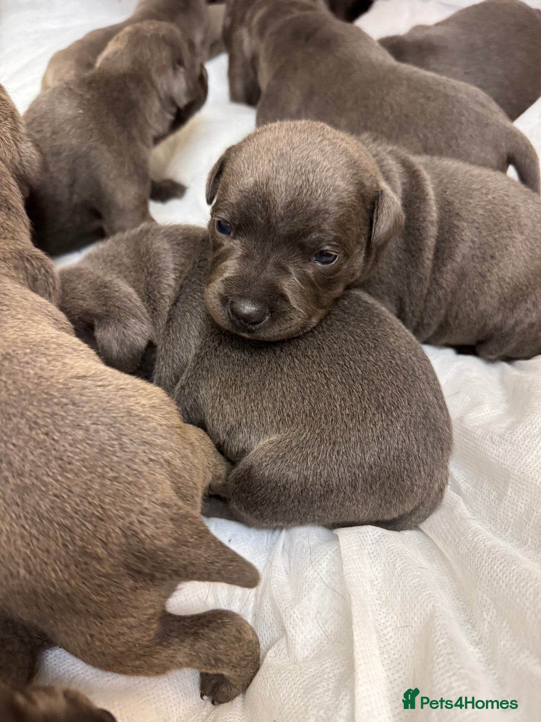 Staffordshire Bull Terrier dogs for sale: KC & DNA tested Staffordshire Bull Terrier Puppies - Advert 4