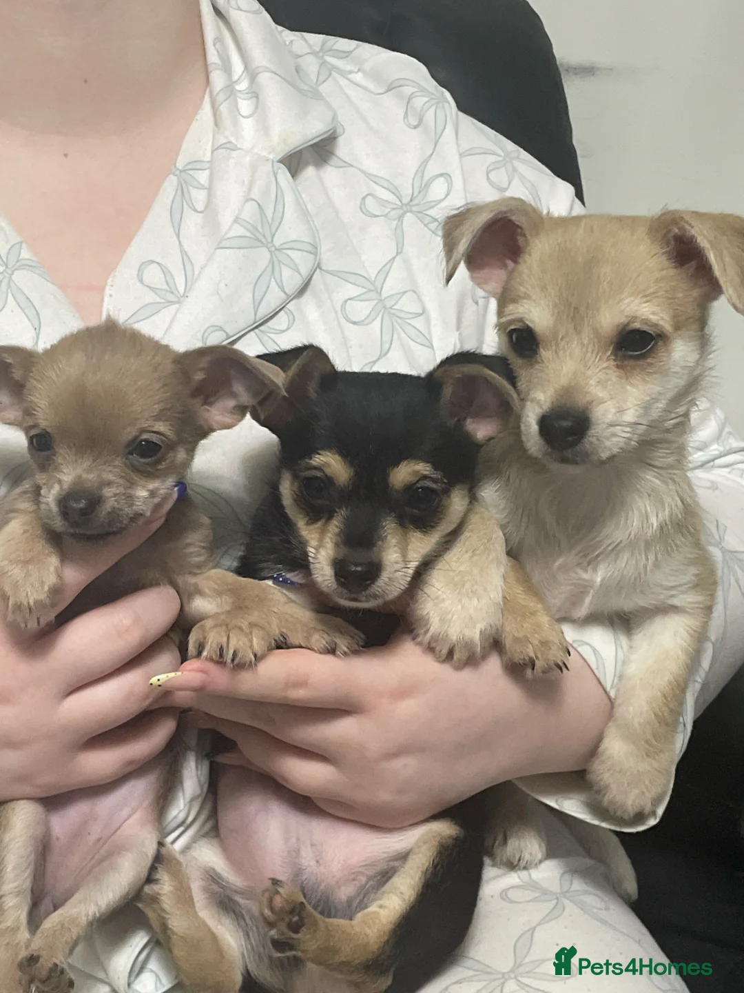 Chihuahua dogs for sale: Chihuahua puppies  - Advert 2