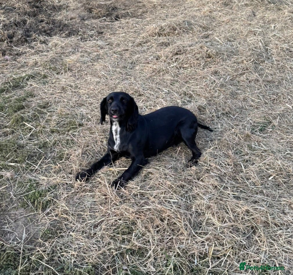 Cocker Spaniel dogs ❗️BEAUTIFUL COCKER SPANIEL PUPS READY TO LEAVE❗️❗️ - Advert 6