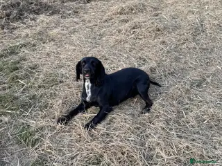 Cocker Spaniel dogs ❗️BEAUTIFUL COCKER SPANIEL PUPS READY TO LEAVE❗️❗️ - Advert 6
