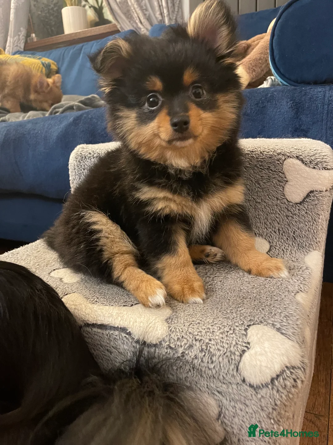 Pomchi dogs for sale: Ready Now☺️3 Pomerinian/Pomchi Puppies❤️ - Advert 5