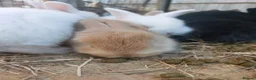 French Lop rabbits for sale: French Lop babies - Advert 3