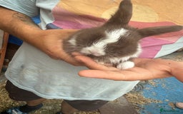 Mini Lop rabbits for sale: Mini lop - Image 11