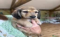 Miniature Dachshund dogs for sale: 2 Male ready to leave Miniature Dachshund  - Image 13