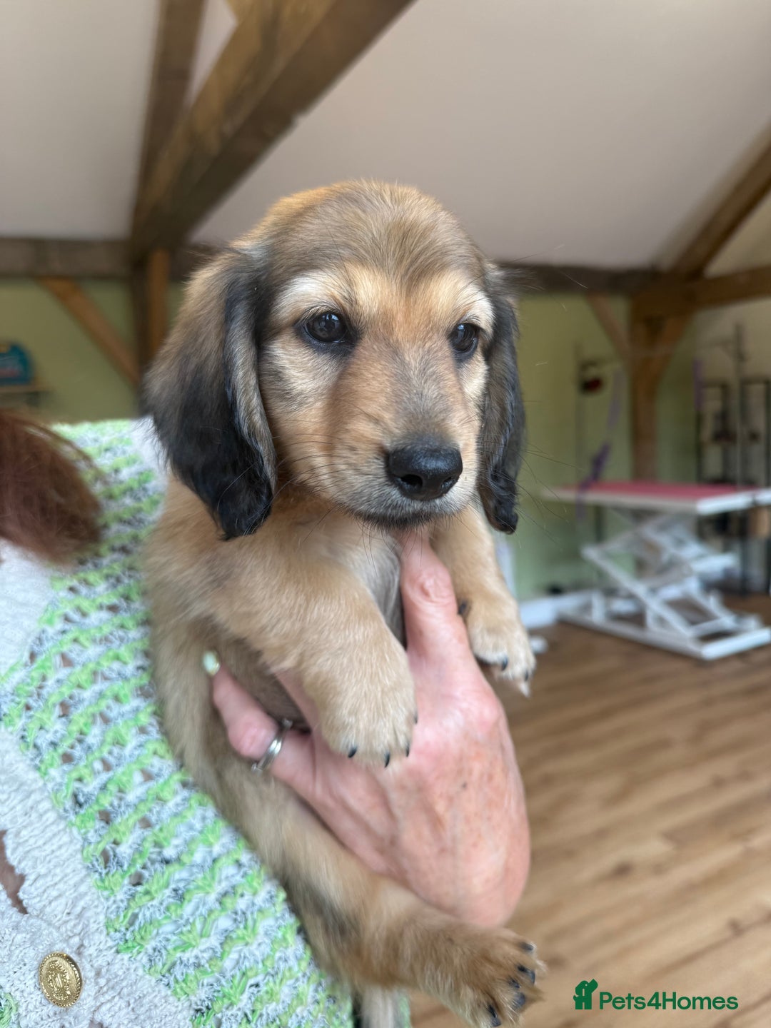 Miniature Dachshund dogs for sale: 2 Male ready to leave Miniature Dachshund  - Image 13