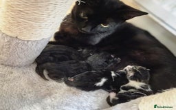 Domestic Shorthair cats for sale: 3 kittens all male.2x all black 1x black and white - Image 6