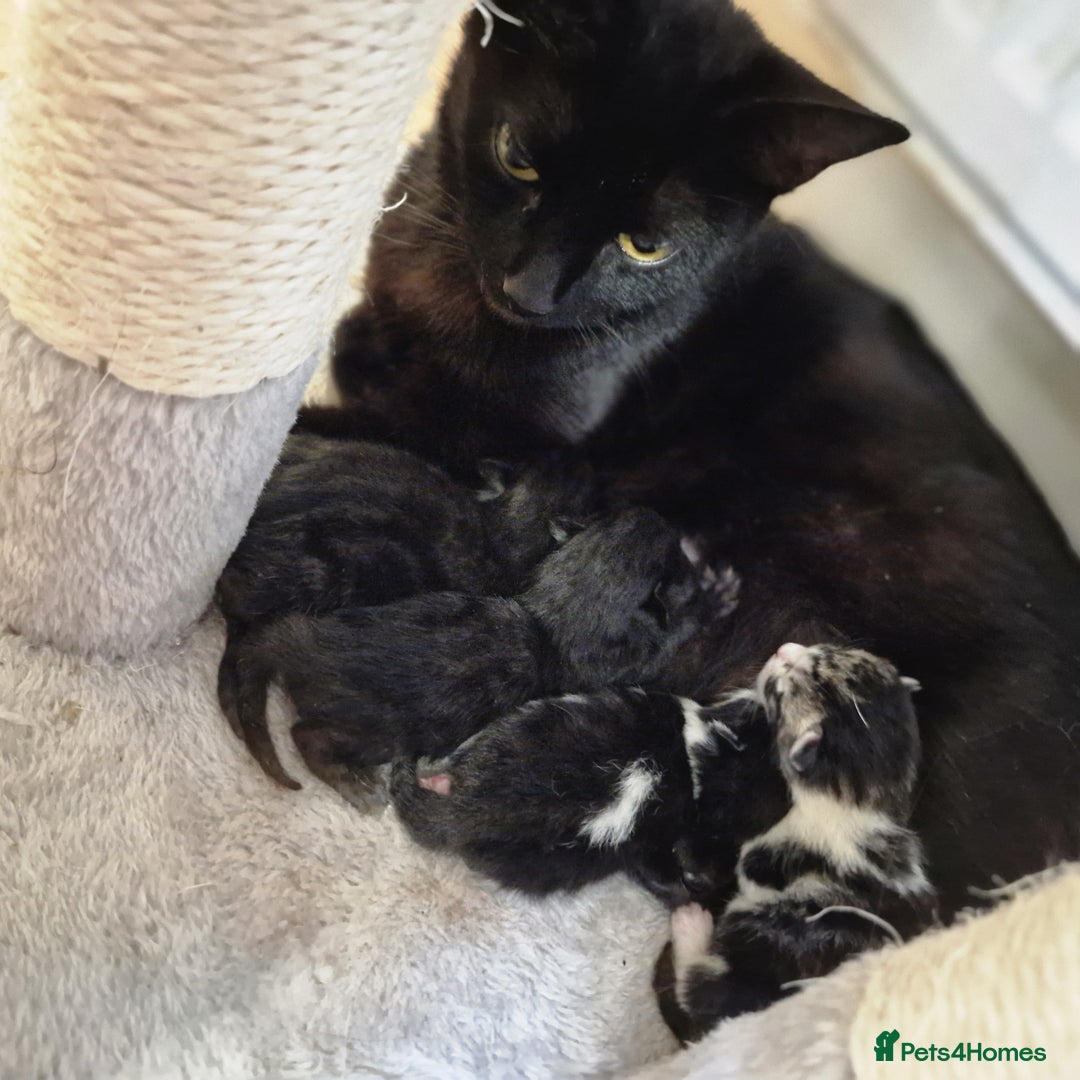 Domestic Shorthair cats for sale: 3 kittens all male.2x all black 1x black and white - Image 6