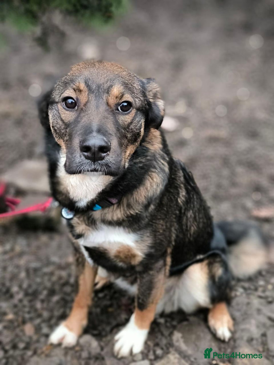 Mixed Breed dogs for adoption: 💙🐶 KOKOS 🐶💙 - Advert 15