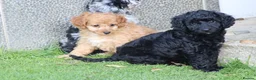 Cockapoo dogs for sale: Beautiful Cockapoo puppies for sale  - Advert 9