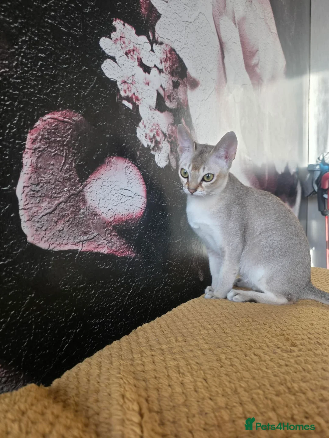 Singapura cats for sale: Stunning Singapura kittens  - Advert 26