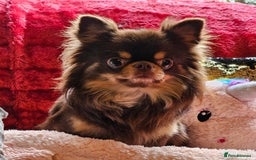 Chihuahua dogs for stud: 🇹🇭THAILAND IMPORT CHIHUAHUA CHOCOLATE LONGCOAT in Alford - Image 7