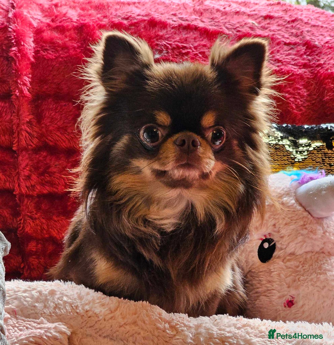 Chihuahua dogs for stud: 🇹🇭THAILAND IMPORT CHIHUAHUA CHOCOLATE LONGCOAT in Alford - Image 7