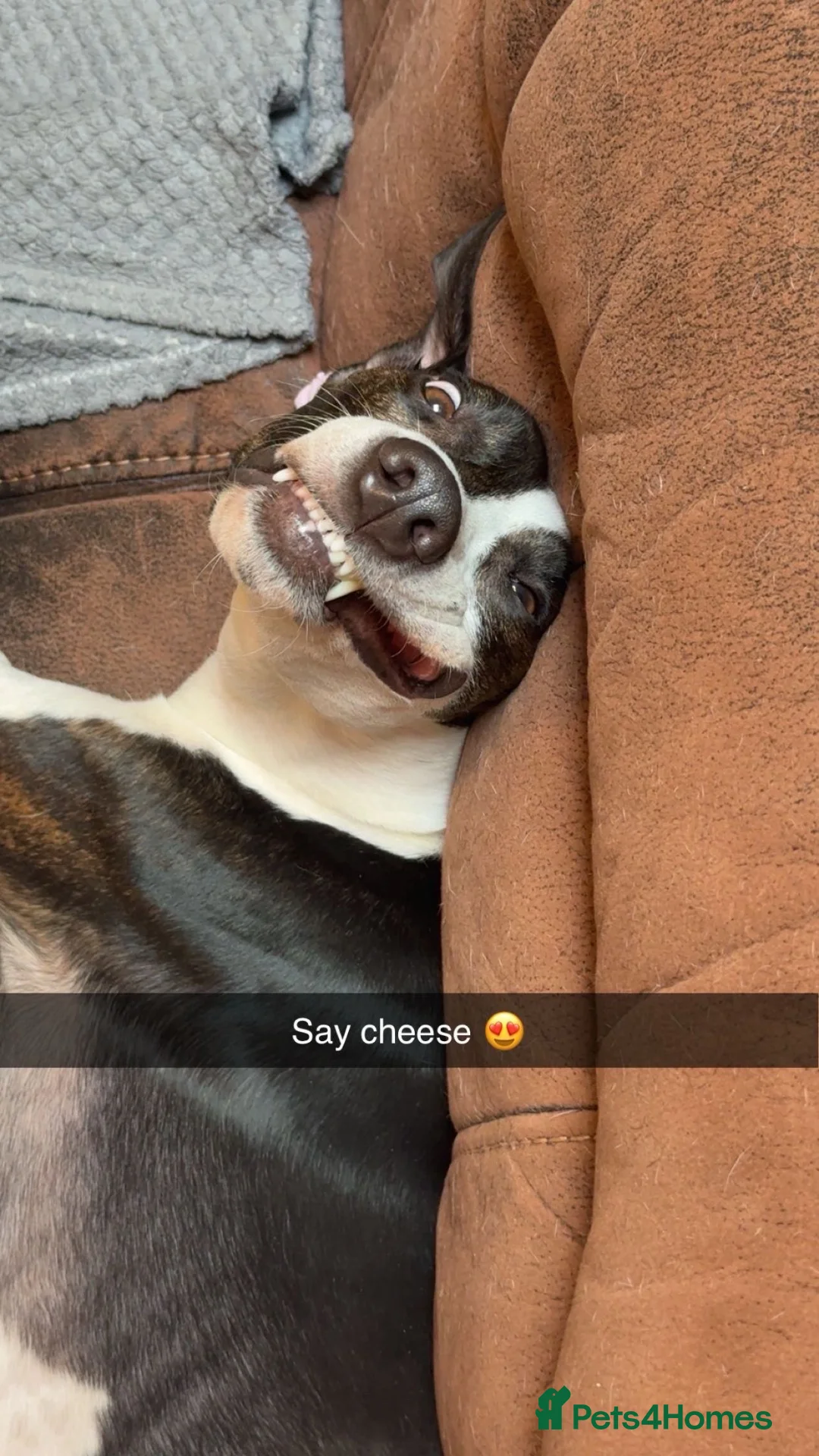 Mixed Breed dogs for sale: Lurcher/staff - Advert 4